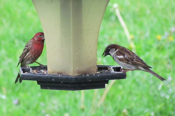 male hourse finch and male house sparrow feed