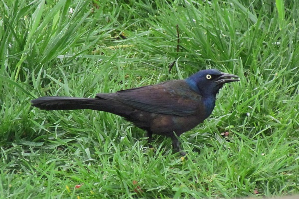 common grackle in the grass