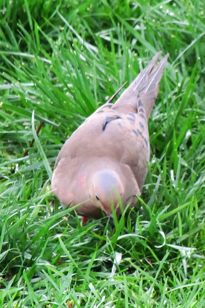 another front-view of a mourning dove