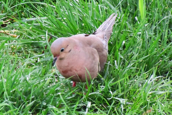 front-view of a mourning dove