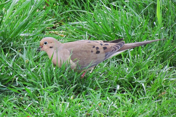 side-view of a mourning dove
