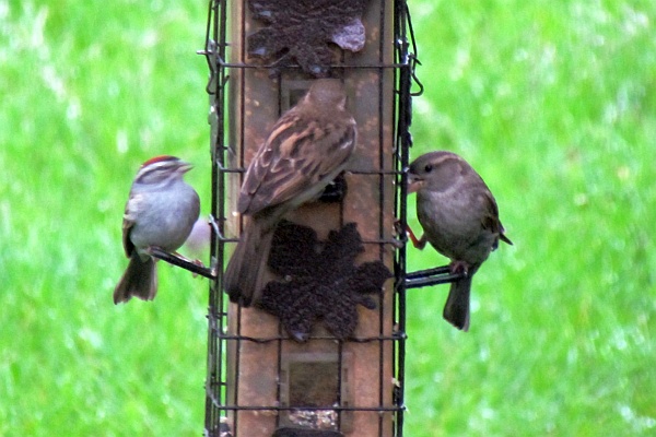 chipping sparrow and two house sparrows on the feeder