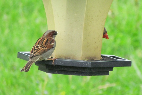 male house sparrow on a different feeder