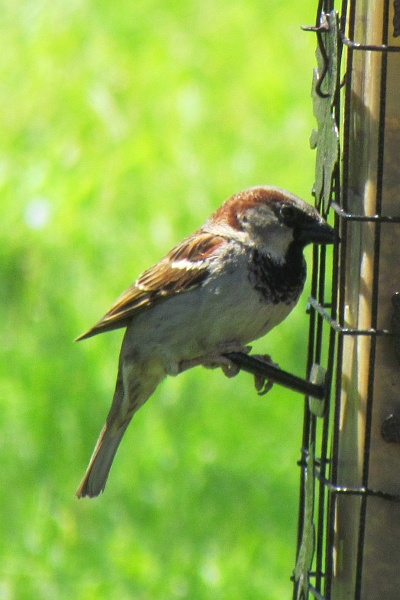 male house sparrow on another day at the feeder