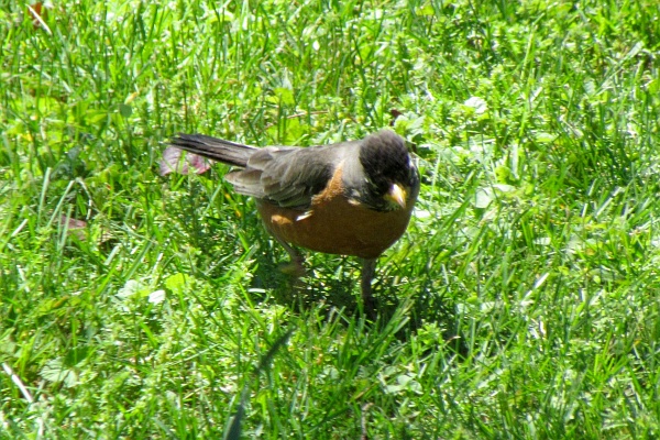 American robin hunts in the grass