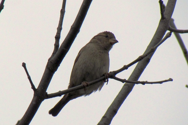 female house sparrow up in the ash tree