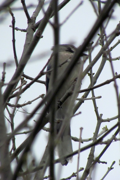 blue jay up in an mature ash tree