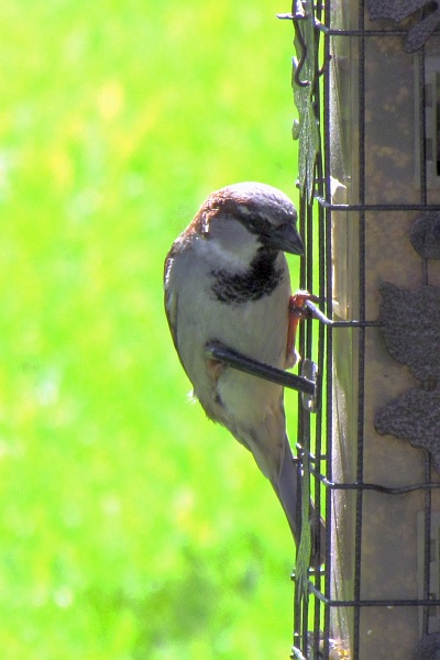 male house sparrow gets food