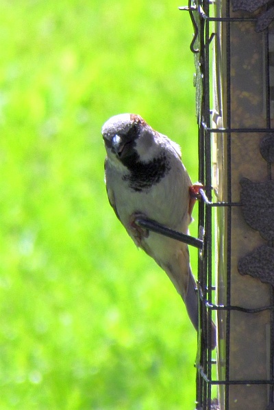 male house sparrow looks around