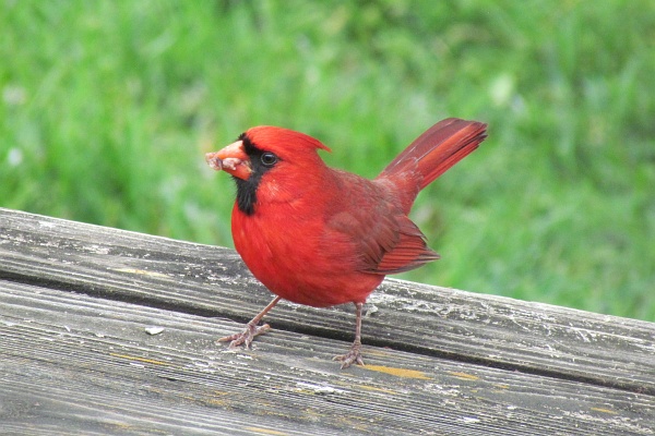 male cardinal on the edge of our deck