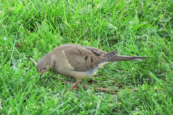 mourning dove feeding side view