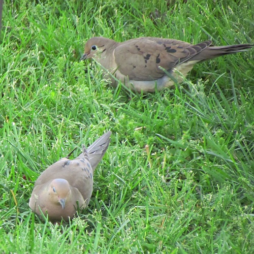 two mourning doves feeding on the ground
