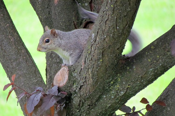 gray squirrel in a flowering plum tree