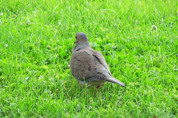 mourning dove walking away hunting for seeds
