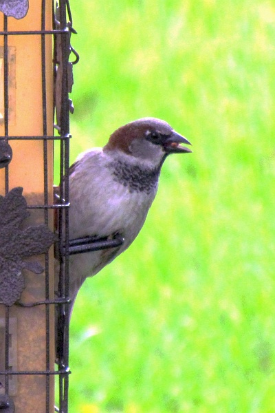 make sparrow on our feeder