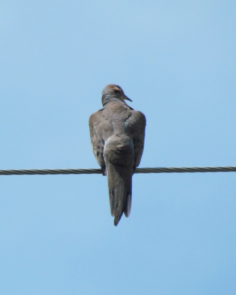 a mourning dove on an electrical wire