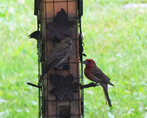 female and male house finch
