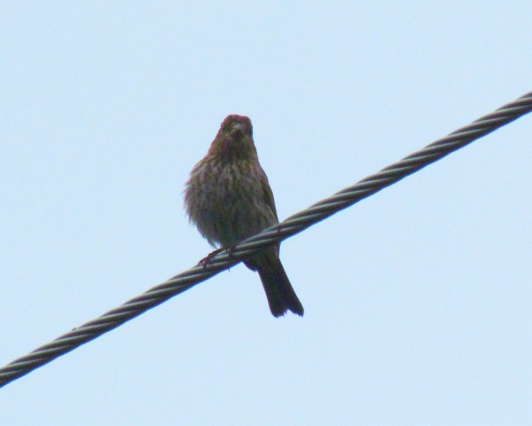 a male house finch on an electrical wire