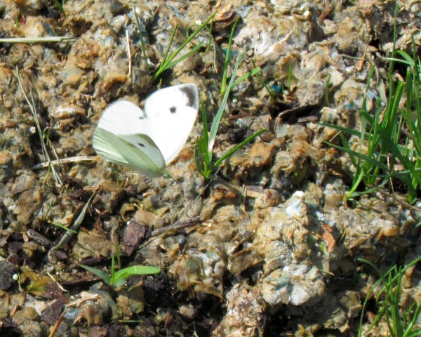 white cabbage butterfly with wings spread