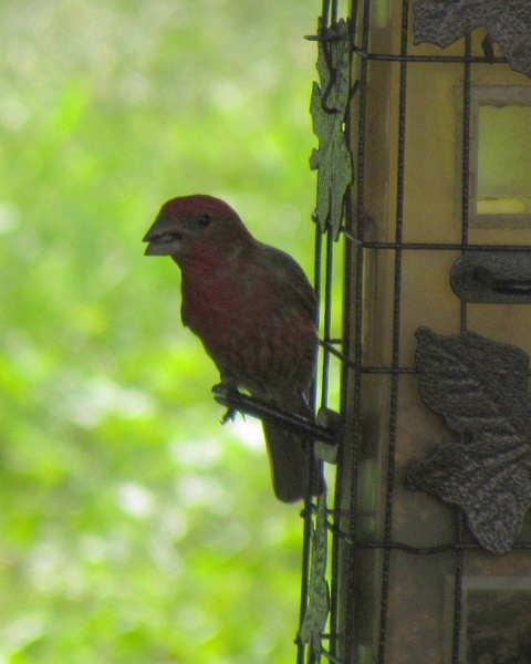 male house finch with full mouth