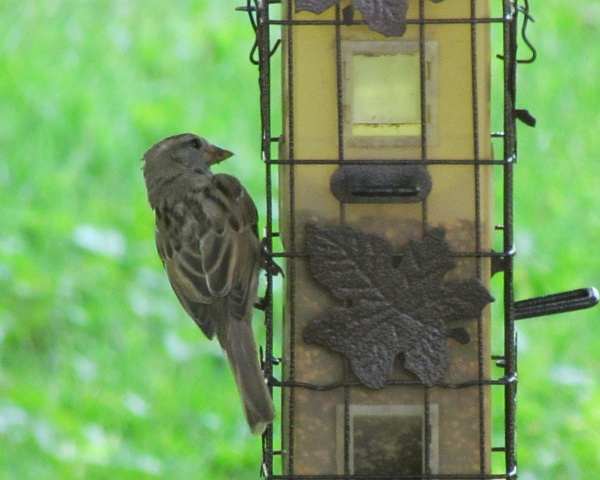 a female house sparrow ponders the food