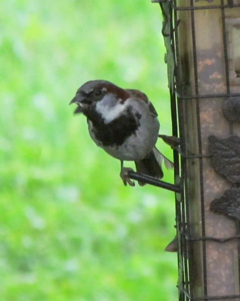 male house sparrow on the feeder