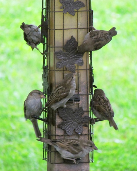 a feeder full of house sparrows