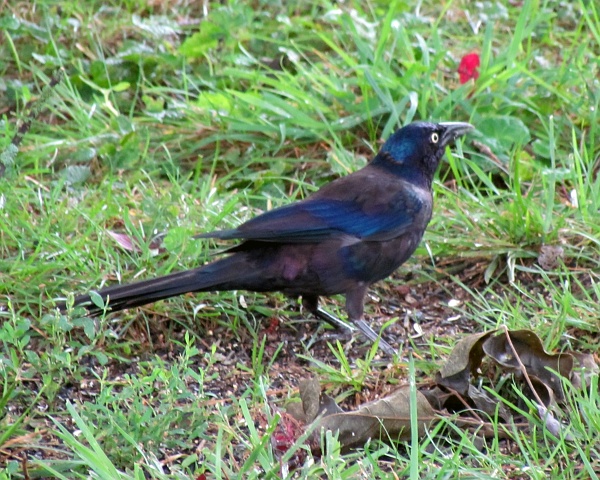 common grackle on the grass