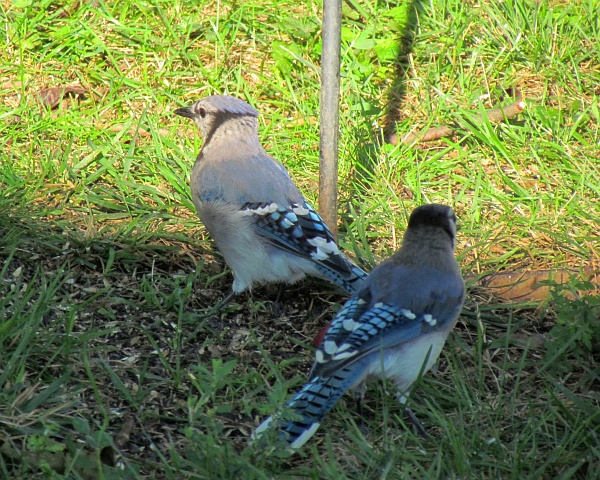 two blue jays under the feeder