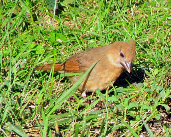 a female cardinal on the grass