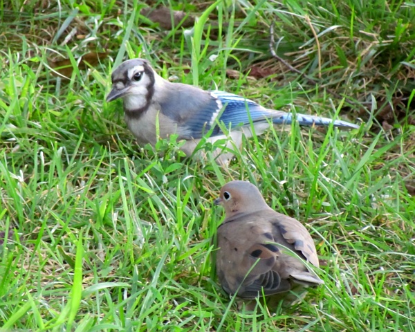 a bluejay and a mourning dove