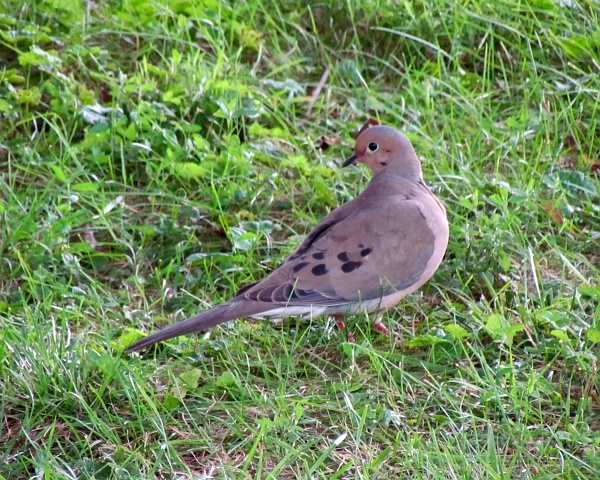 a mourning dove looking away
