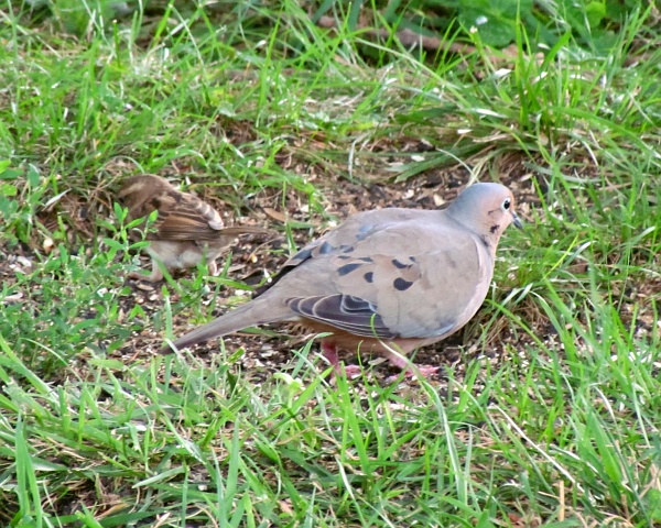a mourning dove looking to the right