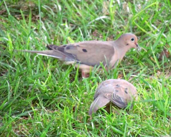 two mourning doves on the hunt for food