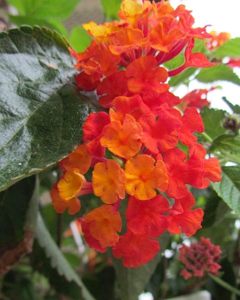 close-up of a lantana flower cluster
