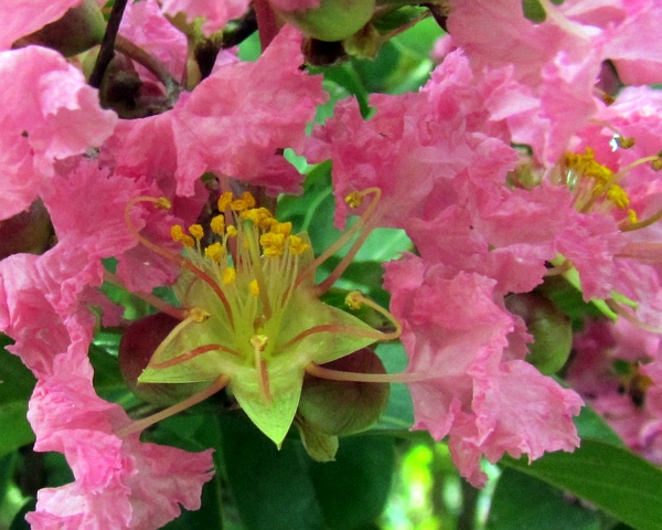 close up of a crape myrtle flower