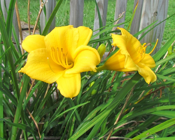 stella d'oro daylilly blooming again
