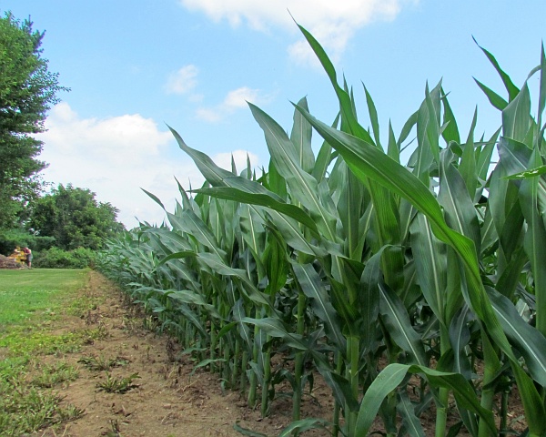 a photo of the edge of a cornfield