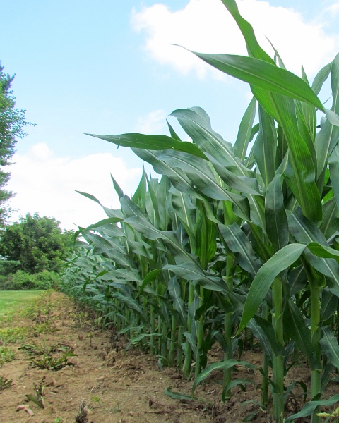 another photo of the same cornfield edge