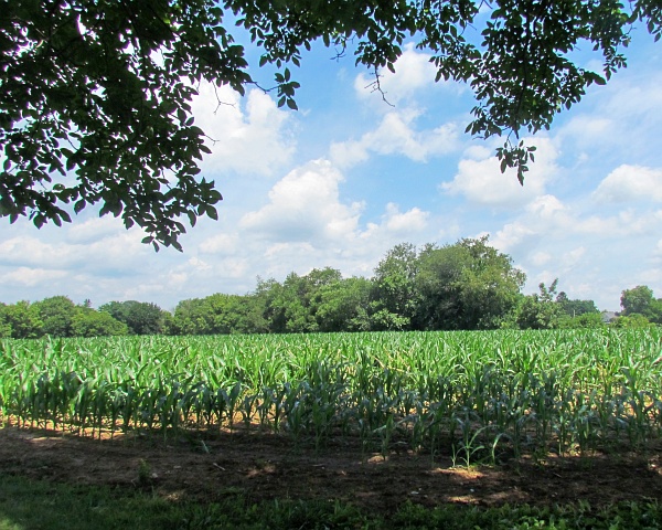 another view of the cornfield