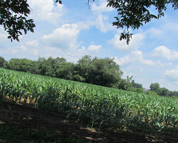 cornfield photo on the slant