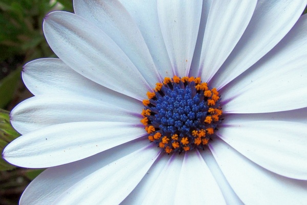 African Daisy close up