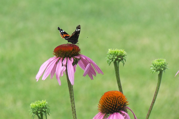 Red Admiral butterfly on a coneflower
