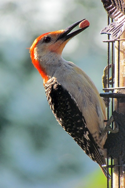 Red-bellied Woodpecker on a feeder