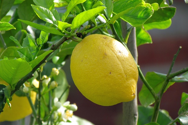 lemon growing on a tree in Albania