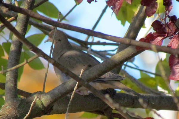 a mourning dove in a tree