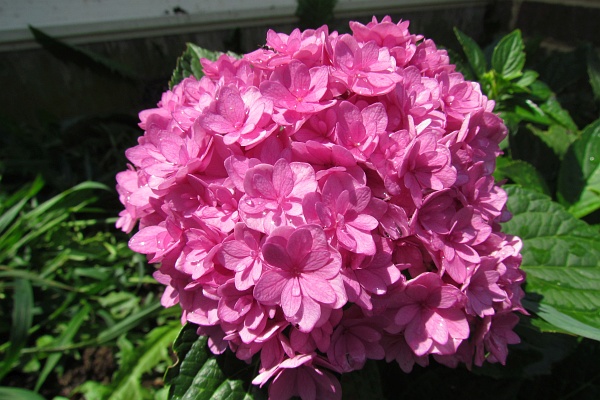 deep pink hydrangea ball of blooms