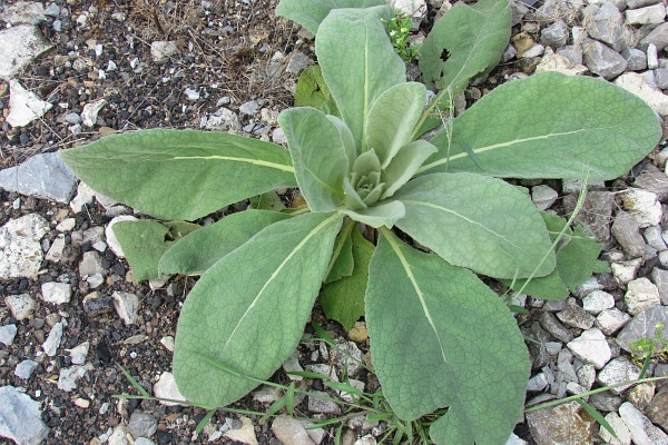 common mullein growing on a gravel path
