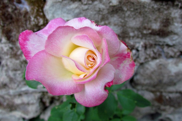 rose-edged rose in Albania