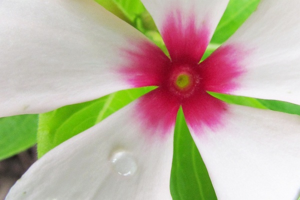 white and purple vinca close up